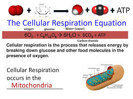 What is necessary for the krebs. Cellular Respiration Let S Get Energized Ppt Download