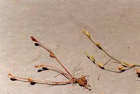 Image result for Juncus bufonius