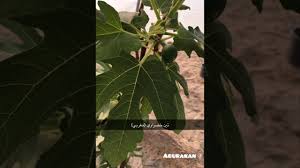 أنواع أشجار التين بالصور Youtube