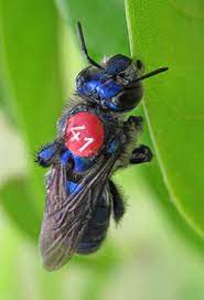 If a buzzing insect is bothering you at lunchtime, it's probably not a bee. Weibliche Orchideenbienen Ask A Biologist