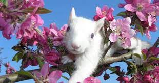 Maybe you would like to learn more about one of these? The Digital Research Library Of Illinois History Journal The White Squirrels Of Olney Illinois