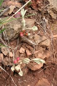 Image result for Lannea edulis