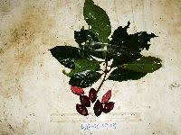 Image result for Terminalia brachystemma