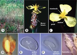 Image result for Eriocaulon abyssinicum
