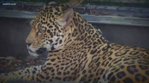 Sign in to disable all ads. Zoo Officials Say Jaguar Exhibit Appears Compromised 12newsnow Com