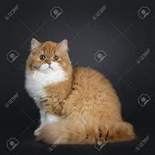 Find images of british shorthair. Cute Fluffy Red With White British Shorthair Cat Sitting Side Stock Photo Picture And Royalty Free Image Image 120033156