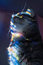 Woowwo O Hayvan Fotografciligi Guzel Kediler Black Cat Sanat