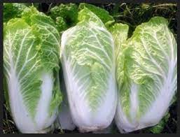 Bibit tanaman yang memenuhi kriteria bibit yang baik yaitu…. Hasil Tanaman Sayuran Daun Sebaiknya Dikemas Dengan Cara