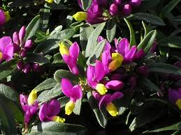 Image result for Polygala macrostigma