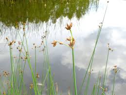 Image result for Schoenoplectus muricinux