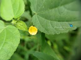 Image result for Sida veronicifolia