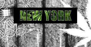 This creates opportunities to open a dispensary in new york amongst other marijuana businesses for new entrants. How To Open A Dispensary In New York Mary Jane Marketer