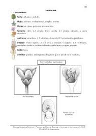 Image result for Sapotaceae