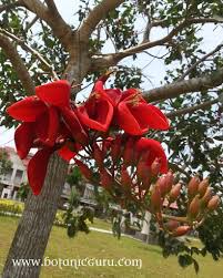 Image result for Erythrina fusca