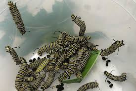 Has been making sustainable progress possible and driving positive change on every continent. Monarch Caterpillars Butt Heads Over Milkweed Smart News Smithsonian Magazine
