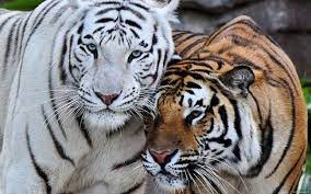 Pin On Endangered Animal World