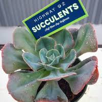 Select the department you want to search in. Highway 92 Succulents Linkedin
