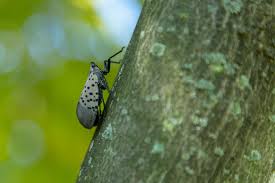 Lisa wagner, tv producer, was determined to bring an urban aesthetic to her new suburban home in pelham, new york, after moving from downtown manhattan. Spotted Lanternfly Delaware Department Of Agriculture State Of Delaware
