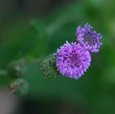 Image result for Erlangea