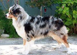 To learn more about each adoptable australian. Miniature Australian Shepherd Puppies Blue And Tris Asdr For Sale In Windsor California Classified Americanlisted Com