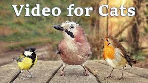 Birds For Cats To Watch Youtube Videos For Cats To Watch 8 Hour Bird Bonanza Paul Dinning Https Youtu Be Xbs7ft7dxyc Via Youtube Brilliant Cat Gif Cat Watch Funny Cat Compilation