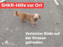 Owner at maria vincent boutique. Shkr Schweizerische Hunde Und Katzenrettung Beitrage Facebook
