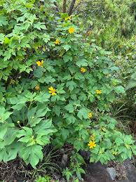 Image result for Tithonia diversifolia