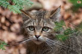 Maybe you would like to learn more about one of these? Tame The Wild B Cats