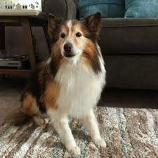 Our prices are based on weight and the pose requested for your pet. People Are Freeze Drying Their Pets After They Die They Don T Want To Let Go