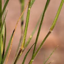 Image result for Enneapogon desvauxii