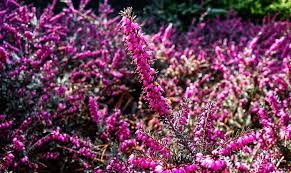 Heather Flower Meaning Symbolism And Colors