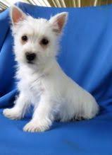 Find west highland terrier dogs and puppies from south carolina breeders. Lethbridge Westie Puppies Dogs Puppies For Sale Classifieds At Eclassifieds 4u
