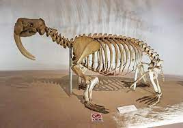 Bestand:Walrus skeleton.jpg - Wikipedia