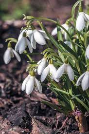Snowdrop Flowers Llc Best Flower Wallpaper