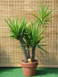 We did not find results for: How To Grow And Care A Yucca Plant As An Indoor Plant Getgoldoon