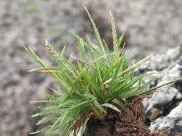 Image result for Oropetium capense