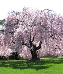 Blossoming Nearby Weeping Cherry Tree Flowering Cherry Tree Flowering Trees