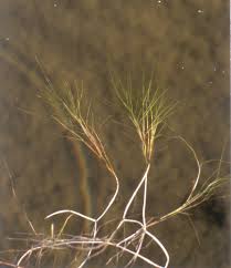 Image result for Secamone filiformis