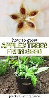 How To Grow Apple Trees From Seed Apple Tree From Seed Gardening For Beginners Pruning Fruit Trees