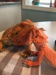 180 Bearded Dragons Ideas Bearded Dragon Bearded Dragon Care Bearded Dragon Cute
