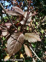 In the early spring, the tree grows cone shaped berries. Purple Leaf Plum Plant Resources Home Ttu