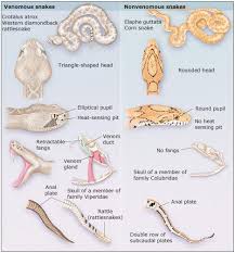 How To Tell The Difference Between Poisonous And Nonpoisonous Snakes Snake Venom Corn Snake Snake