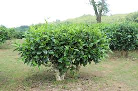 Image result for Camellia sinensis