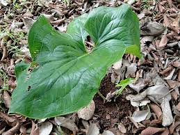 Image result for Stylochaeton puberulus