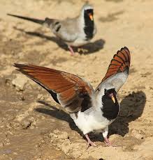 Pin On Bird