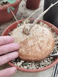 Image result for Trochomeria macrocarpa