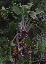 Image result for Strelitzia alba