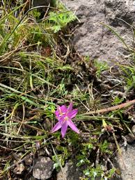 Image result for Hesperantha longicollis