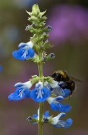 Image result for Pycnostachys reticulata