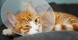 Neutering male cats costs less since the procedure will be done outside of the cat's body and isles invasive. What To Expect After Neutering Or Spaying Your Cat